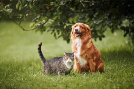 animaux de compagnie taxe