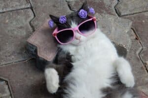 chat traits de caractère insoupçonnés