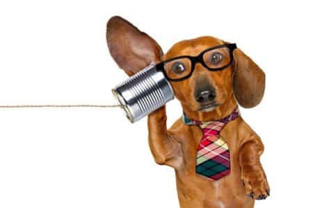 chien appeler vétérinaire