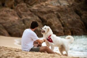 chien pour 5,3 millions d’euros