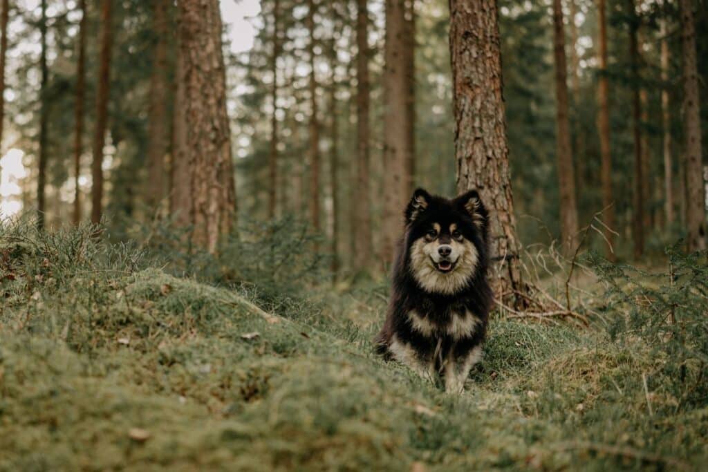 chien sans laisse en forêt
