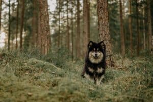 chien sans laisse en forêt