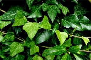 papier toilette jardin