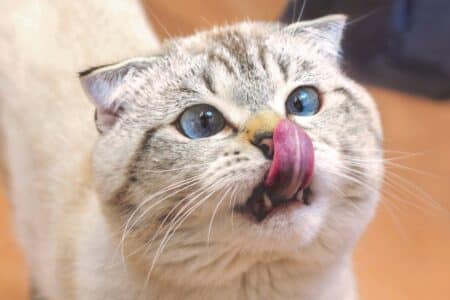 chat appartement