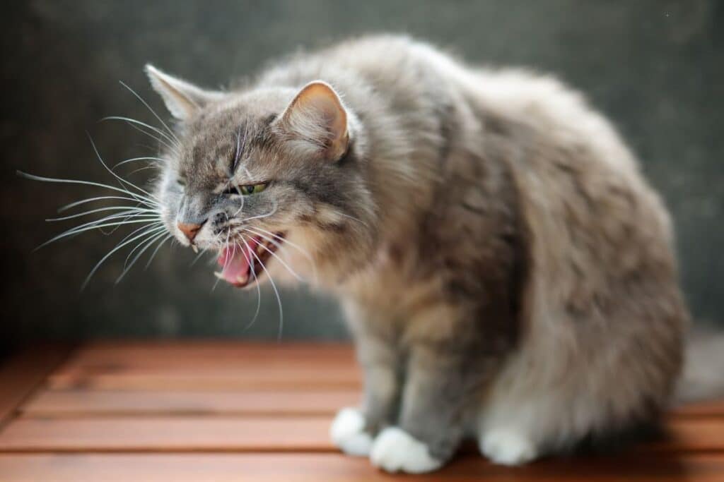 chat qui attaque son maître sans raison