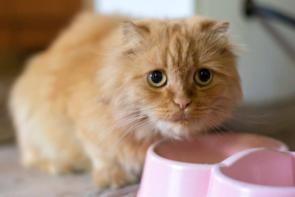 chat soit heureux