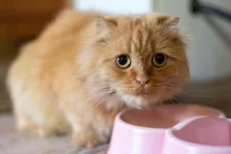 chat soit heureux