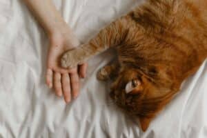 chats choisissent moments de sommeil près humain