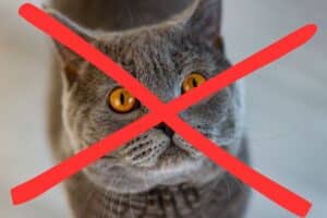 chats domestiques bientôt strictement interdits