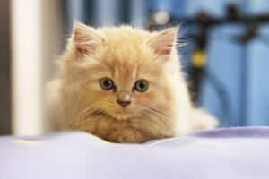 chats qui vivent en appartements