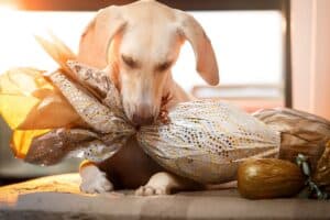 chien et chocolat à pâques