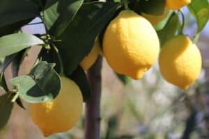 citronnier en pot ou en pleine terre