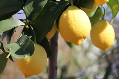 citronnier en pot ou en pleine terre