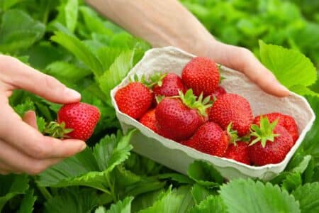 fraises en abondance cet été