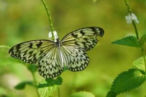 jardin sans nuire aux animaux