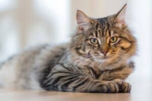 litière géante connectée chat