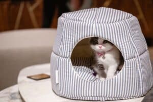 meilleure vie possible à son animal