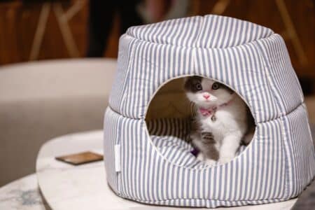 meilleure vie possible à son animal