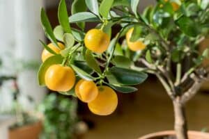 mon citronnier ne donnait rien