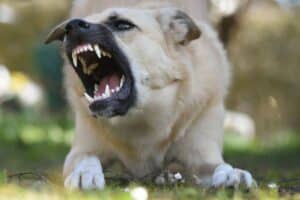 ne pas aimer les chiens