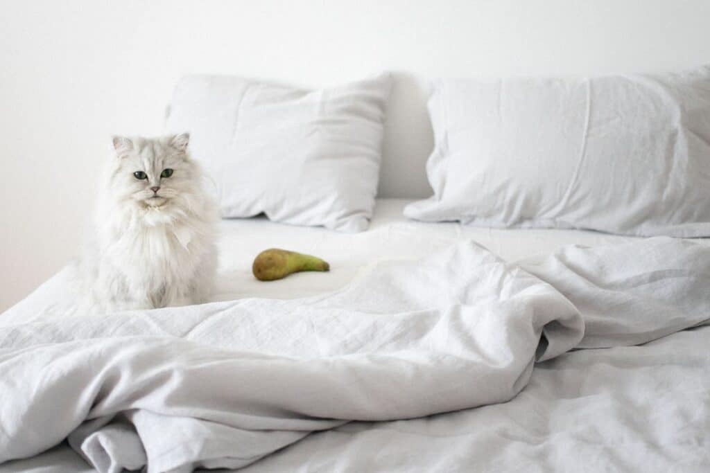 odeur de pipi de chat sur vos vêtements