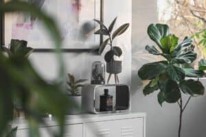 plante fait fuir tous les rats