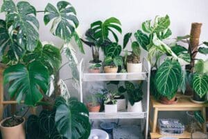 plante que recommandent même certains médecins