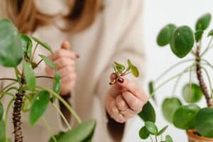 plantes d'intérieurs