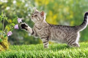 poison caché au jardin chat