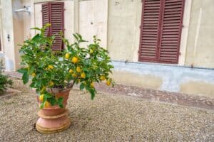 pousser un citronnier en 30 jours sans engrais