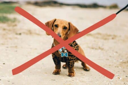 promener son chien sur la plage