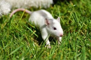 rats dans le jardin