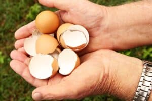 remplacer certains engrais chimiques par des coquilles d’œufs