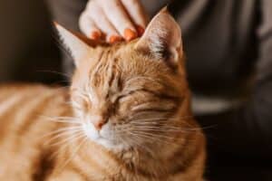 retrouve son chat grâce à technique étrange