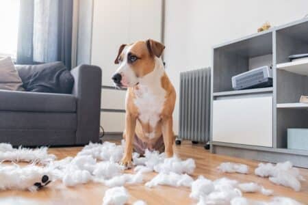 santé mentale canine