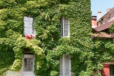 solution d’isolation par végétalisation