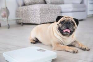 taxe si ton chien dépasse ce poids