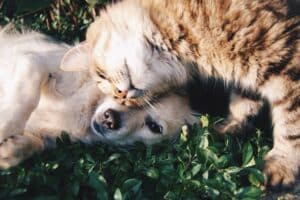 taxe sur ton chien ou chat