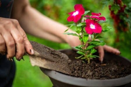 une fleur jolie… mais surtout ultra efficace