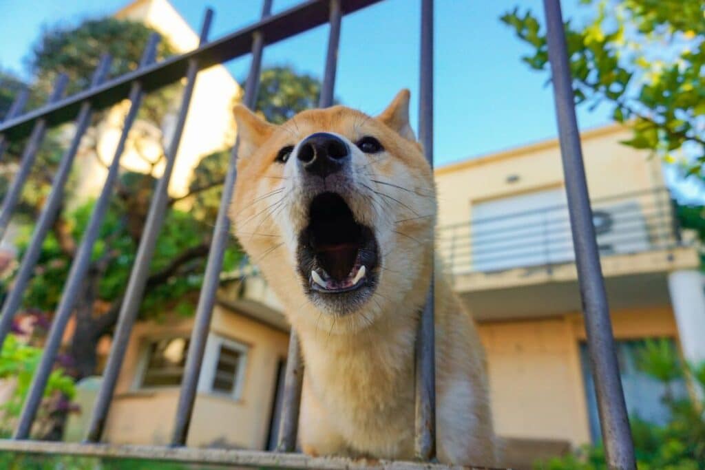 voisin bruyant à cause de son chien