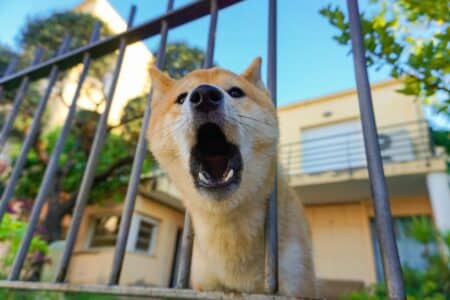 voisin bruyant à cause de son chien