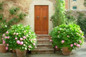 voleurs fuient face à cette plante