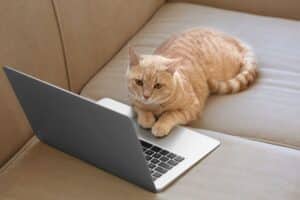 chat a totalement changé