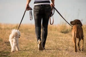 ingrédient simple pourrait sauver votre chien