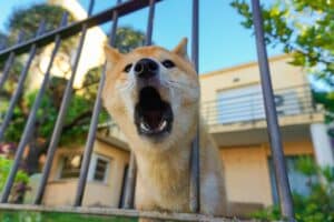 réaction face aux aboiements de votre chien