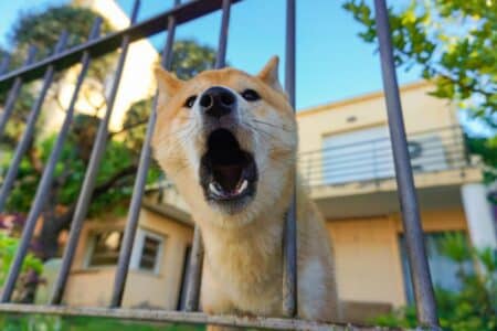 réaction face aux aboiements de votre chien