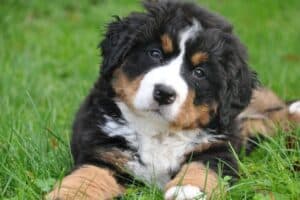 chiens ont besoin jour off