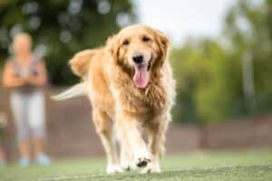commune chien heureux