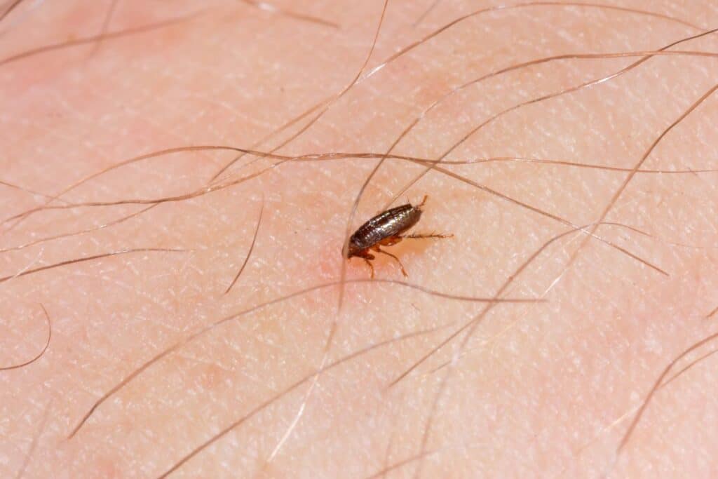 insecte pullule dans maisons en septembre