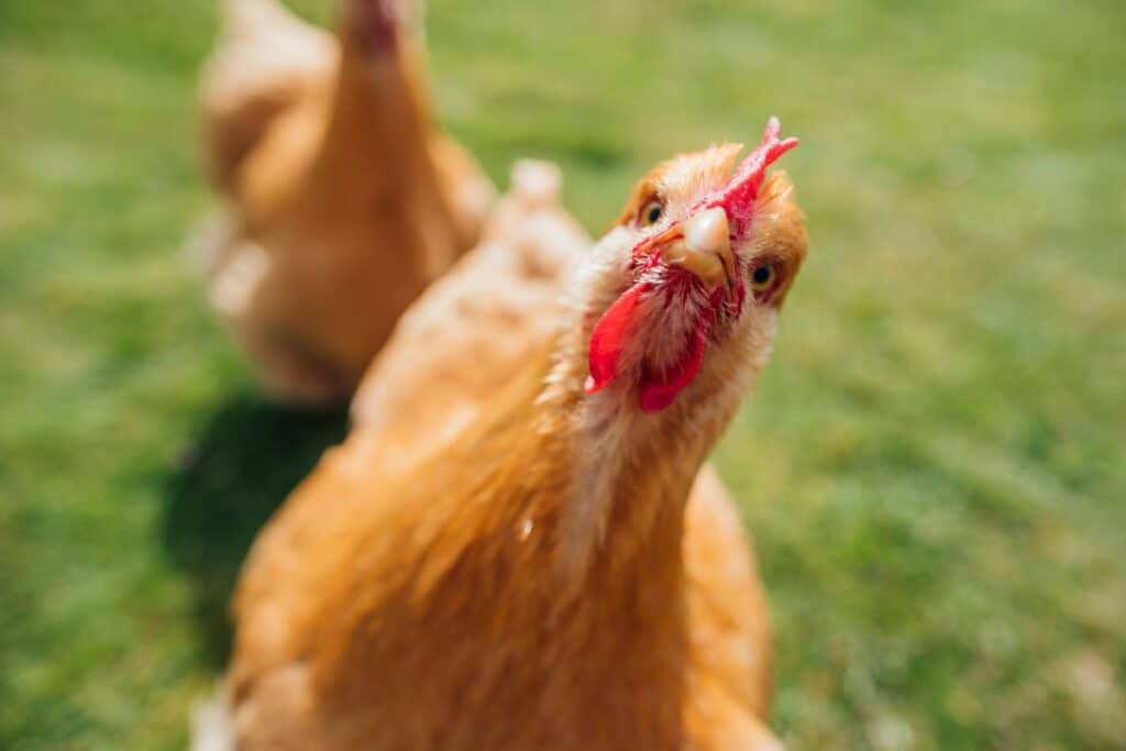 poules heureuses automne